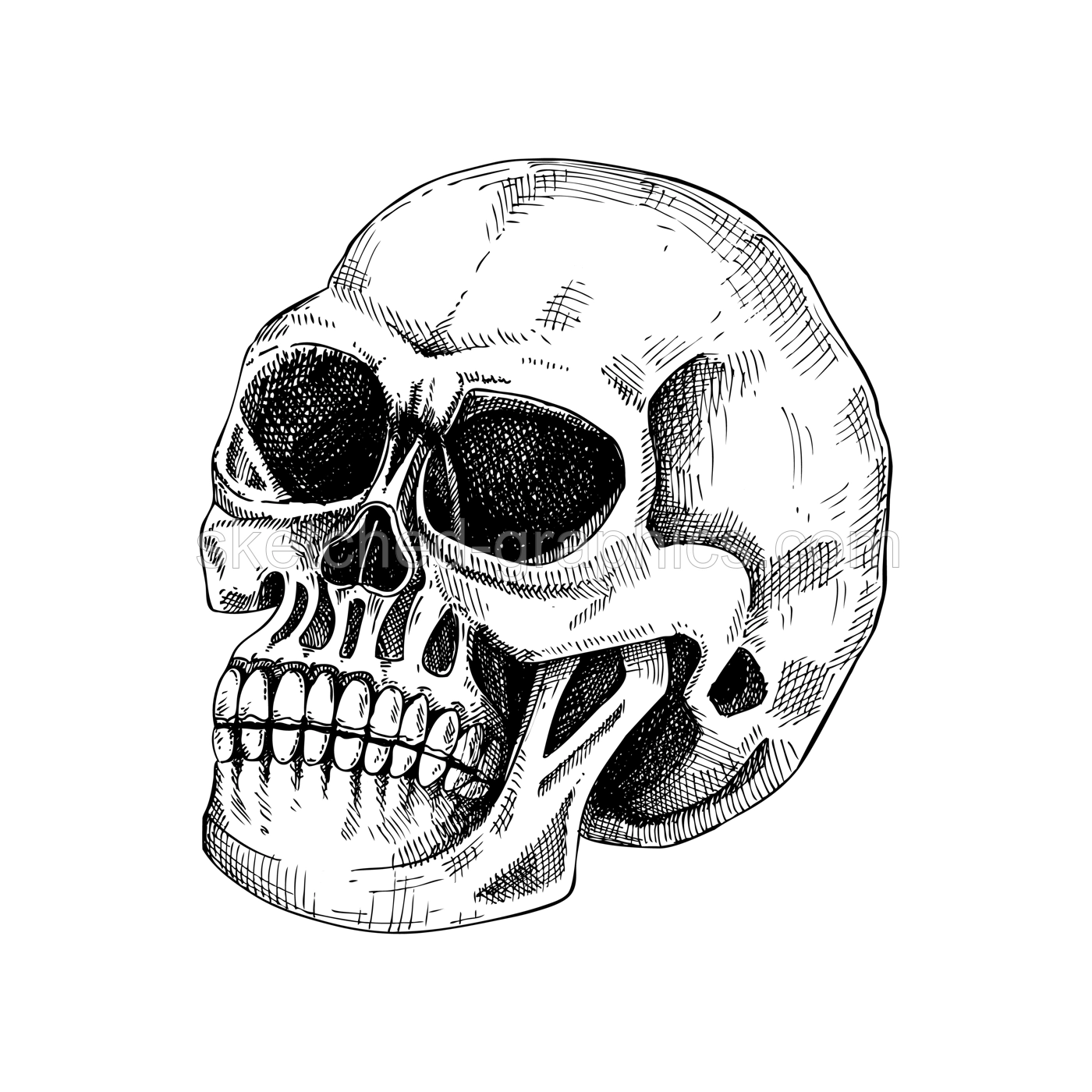 Human scull sketch. Anatomical drawing in engraved style. Detailed hand drawn illustration of a skull. Halloween design element isolated on white background Illustration